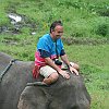 elephant_chiangmai (282)